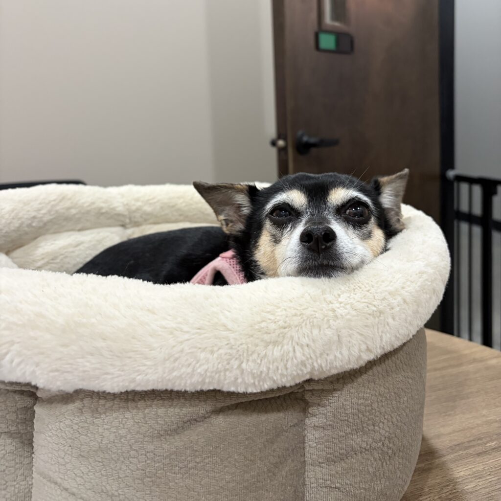 Evie- Chihuahua