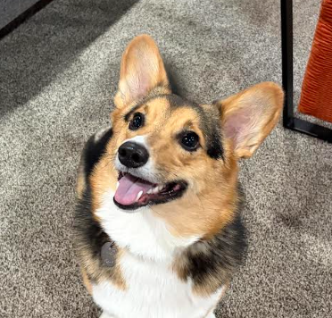 Shop Dog: Philly